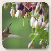 Colibrí y planta de Fushia Posavasos De Bebidas