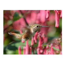 Colibri Zumbador Dominicana Tarjetas Postales