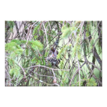 Colibríes del bebé en una jerarquía cojinete