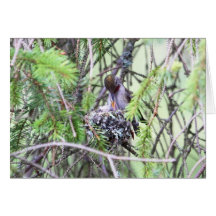 Colibríes del bebé en una jerarquía tarjetón