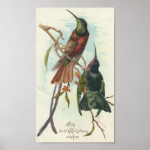 Colibríes del navidad posters