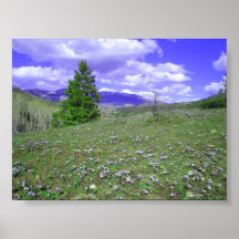 Colina de Columbine Posters