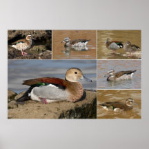 Collage anillado del trullo impresiones