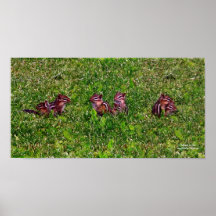 Collage de los Chipmunks del bebé 1 poster animal 