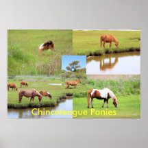 Collage de los potros de Chincoteague Posters