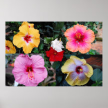 Collage del hibisco poster