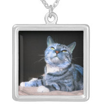 Collar azul del gatito del Tabby