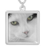 Collar blanco del gato