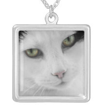 Collar blanco del gato