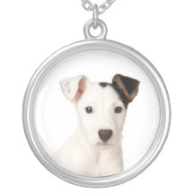 Collar de Jack Russell Terrier