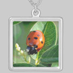 Collar de la mariquita de la mariquita collares