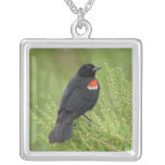 Collar del mirlo de alas rojas