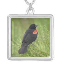 Collar del mirlo de alas rojas