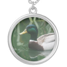 Collar del pato silvestre