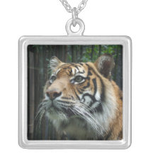 Collar del tigre