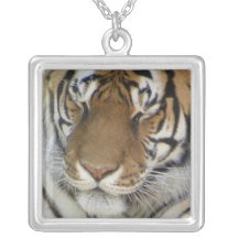 Collar del tigre el dormir