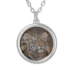 Collar del tocón de árbol del tigre