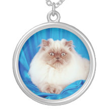 Collar pedigrí lindo del gato