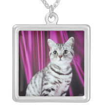 Collar pedigrí lindo del gato