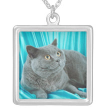 Collar pedigrí lindo del gato