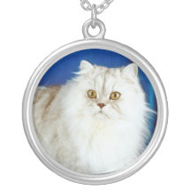 Collar pedigrí lindo del gato