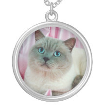 Collar pedigrí lindo del gato