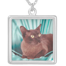 Collar pedigrí lindo del gato