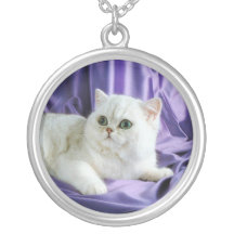 Collar pedigrí lindo del gato