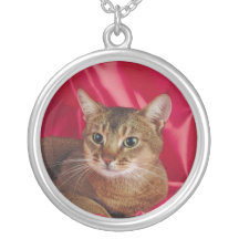 Collar pedigrí lindo del gato