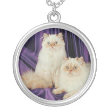Collar pedigrí lindo del gato