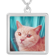 Collar pedigrí lindo del gato