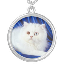 Collar pedigrí lindo del gato