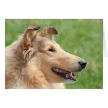 Collie áspero del Sable Tarjetas