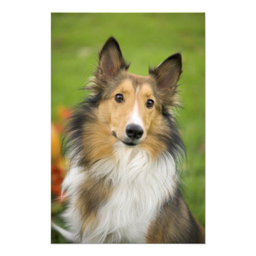 Collie áspero, perro, animal arte fotográfico