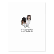 Collie Tarjetas Postales