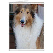 Collie Tarjeton