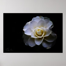 color blanco de la camelia impresiones