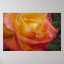 Color de rosa amelocotonado impresiones