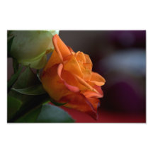 Color de rosa anaranjado arte con fotos