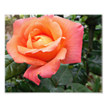 Color de rosa anaranjado con las hojas verdes impresiones fotograficas