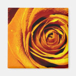 Color de rosa anaranjado iman