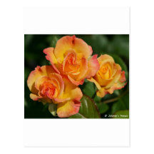color de rosa anaranjado postal