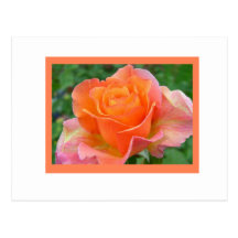 color de rosa anaranjado tarjetas postales