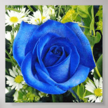 Color de rosa azul impresiones