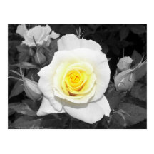 Color de rosa blanco y negro con focal amarillo postal