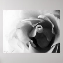 Color de rosa blanco y negro poster