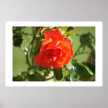 Color de rosa coralino en la floración posters