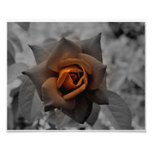 Color de rosa de bronce en el día del mediodía arte con fotos
