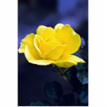 Color de rosa esculturas fotograficas