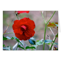 Color de rosa felicitación
